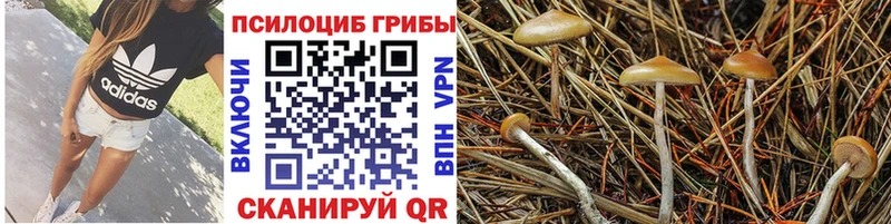 это телеграм  Слободской  Псилоцибиновые грибы Psilocybe 